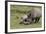 South African White Rhinoceros 016-Bob Langrish-Framed Photographic Print