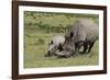 South African White Rhinoceros 016-Bob Langrish-Framed Photographic Print