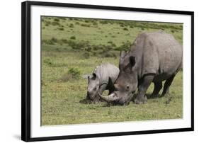 South African White Rhinoceros 016-Bob Langrish-Framed Photographic Print