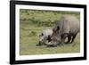 South African White Rhinoceros 016-Bob Langrish-Framed Photographic Print