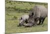 South African White Rhinoceros 016-Bob Langrish-Mounted Photographic Print