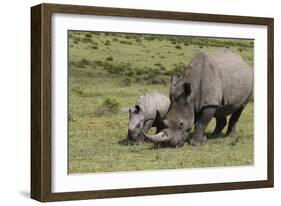 South African White Rhinoceros 016-Bob Langrish-Framed Photographic Print