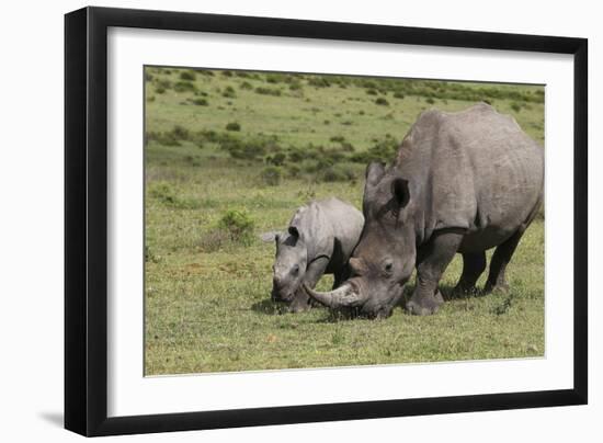 South African White Rhinoceros 016-Bob Langrish-Framed Photographic Print