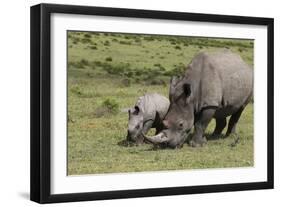 South African White Rhinoceros 016-Bob Langrish-Framed Photographic Print