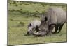 South African White Rhinoceros 016-Bob Langrish-Mounted Photographic Print