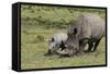 South African White Rhinoceros 016-Bob Langrish-Framed Stretched Canvas