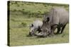South African White Rhinoceros 016-Bob Langrish-Stretched Canvas