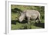 South African White Rhinoceros 022-Bob Langrish-Framed Photographic Print