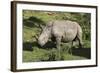 South African White Rhinoceros 022-Bob Langrish-Framed Photographic Print