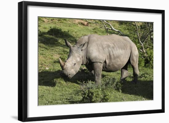 South African White Rhinoceros 022-Bob Langrish-Framed Photographic Print