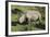 South African White Rhinoceros 022-Bob Langrish-Framed Photographic Print