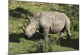 South African White Rhinoceros 022-Bob Langrish-Mounted Photographic Print