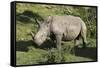 South African White Rhinoceros 022-Bob Langrish-Framed Stretched Canvas