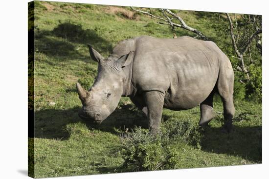 South African White Rhinoceros 022-Bob Langrish-Stretched Canvas