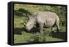 South African White Rhinoceros 022-Bob Langrish-Framed Stretched Canvas