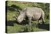 South African White Rhinoceros 022-Bob Langrish-Stretched Canvas