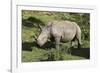 South African White Rhinoceros 022-Bob Langrish-Framed Photographic Print
