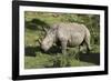 South African White Rhinoceros 022-Bob Langrish-Framed Photographic Print