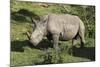 South African White Rhinoceros 022-Bob Langrish-Mounted Photographic Print