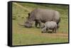 South African White Rhinoceros 028-Bob Langrish-Framed Stretched Canvas