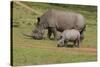 South African White Rhinoceros 028-Bob Langrish-Stretched Canvas