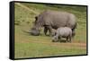 South African White Rhinoceros 028-Bob Langrish-Framed Stretched Canvas