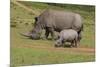 South African White Rhinoceros 028-Bob Langrish-Mounted Photographic Print