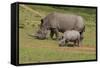 South African White Rhinoceros 028-Bob Langrish-Framed Stretched Canvas