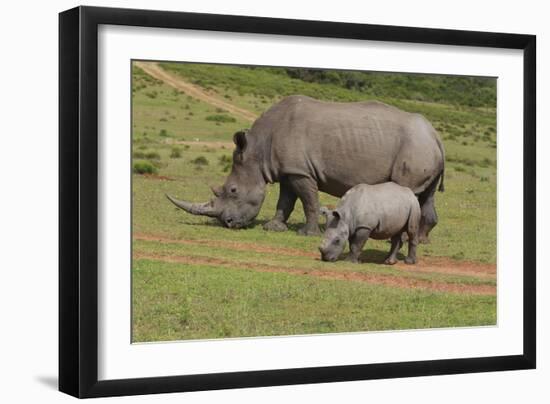 South African White Rhinoceros 028-Bob Langrish-Framed Photographic Print