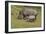 South African White Rhinoceros 028-Bob Langrish-Framed Photographic Print