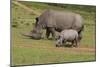 South African White Rhinoceros 028-Bob Langrish-Mounted Photographic Print