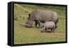 South African White Rhinoceros 028-Bob Langrish-Framed Stretched Canvas