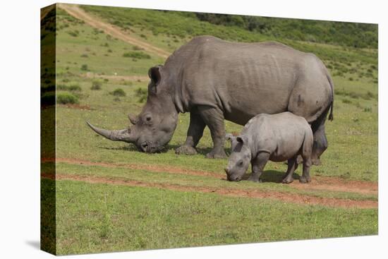 South African White Rhinoceros 028-Bob Langrish-Stretched Canvas