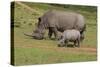 South African White Rhinoceros 028-Bob Langrish-Stretched Canvas