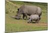 South African White Rhinoceros 028-Bob Langrish-Mounted Photographic Print