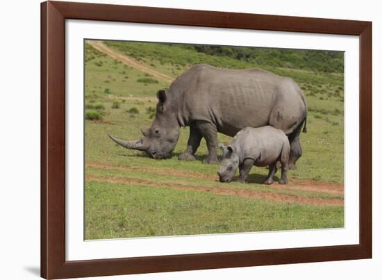 South African White Rhinoceros 028-Bob Langrish-Framed Photographic Print