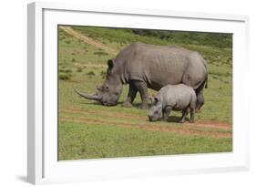 South African White Rhinoceros 028-Bob Langrish-Framed Photographic Print