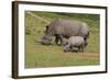 South African White Rhinoceros 028-Bob Langrish-Framed Photographic Print