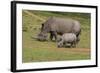 South African White Rhinoceros 028-Bob Langrish-Framed Photographic Print