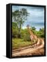 South African Wildlife, Wild Giraffe on a Walk, Beautiful Great Animal, Big Five, Bush Safari Game-Anna Om-Framed Stretched Canvas