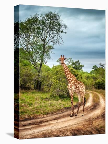 South African Wildlife, Wild Giraffe on a Walk, Beautiful Great Animal, Big Five, Bush Safari Game-Anna Om-Stretched Canvas