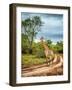 South African Wildlife, Wild Giraffe on a Walk, Beautiful Great Animal, Big Five, Bush Safari Game-Anna Om-Framed Photographic Print