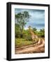 South African Wildlife, Wild Giraffe on a Walk, Beautiful Great Animal, Big Five, Bush Safari Game-Anna Om-Framed Photographic Print