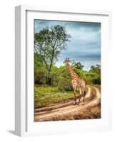 South African Wildlife, Wild Giraffe on a Walk, Beautiful Great Animal, Big Five, Bush Safari Game-Anna Om-Framed Photographic Print