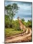 South African Wildlife, Wild Giraffe on a Walk, Beautiful Great Animal, Big Five, Bush Safari Game-Anna Om-Mounted Photographic Print