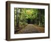 South Albany, View of Country Road, Northeast Kingdom, Vermont, USA-Walter Bibikow-Framed Photographic Print