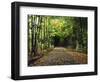 South Albany, View of Country Road, Northeast Kingdom, Vermont, USA-Walter Bibikow-Framed Photographic Print