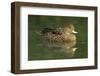 South America. Anas Georgica Georgica, South Georgia Pintail, Endangered Duck-David Slater-Framed Photographic Print