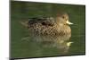 South America. Anas Georgica Georgica, South Georgia Pintail, Endangered Duck-David Slater-Mounted Photographic Print