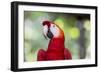 South America, Brazil, Amazon, Manaus, Headshot of a scarlet macaw.-Ellen Goff-Framed Photographic Print